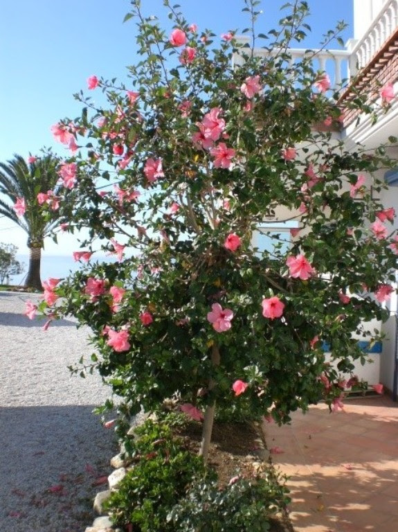 Hibiskus Berwintern Woran Sie Winterharten Hibiskus Erkennen