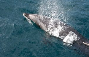 Dolphins Myrtle Beach