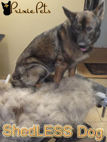 How To Make Your Dog Shed Less - De-Fur Your Home Guide