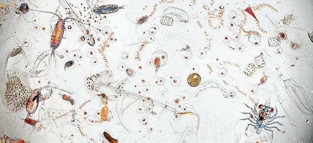 A single drop of seawater hides all these icky microscopic creatures