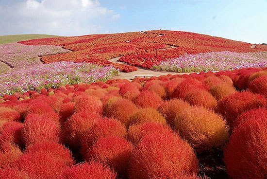 10 Taman Bunga Paling Cantik di Dunia Tentik 10 Taman Bunga Paling Cantik di Dunia Tentik