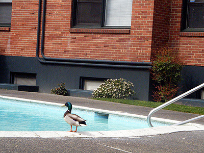 Duck poolside