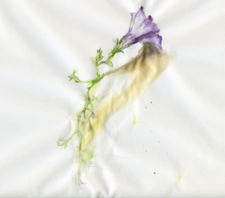 purple flower for 1.618