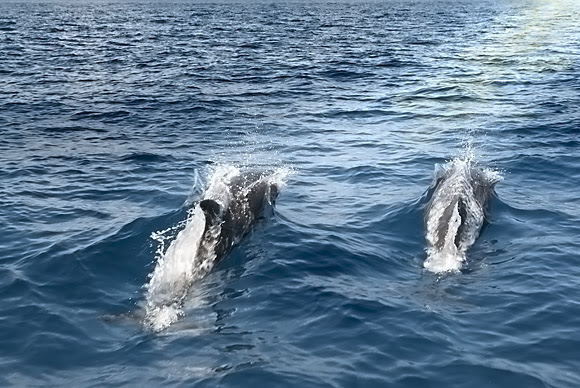 delfines