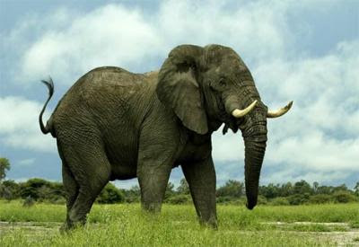 african-elephant2sゾウ