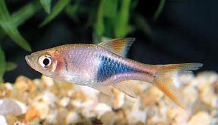 今日の熱帯魚 No ６ 繁殖難易度は高め ラスボラ ヘテロモルファ 熱帯魚 熱帯魚ショップ セルバス川口店