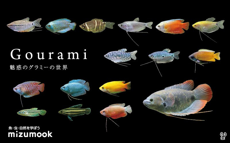 グラミーと名のつく熱帯魚の種類 全18種類 ミズムック