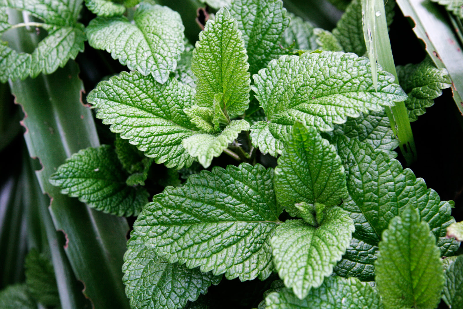 Mint leaves has been more