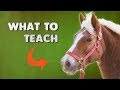 Basic Horse Training
