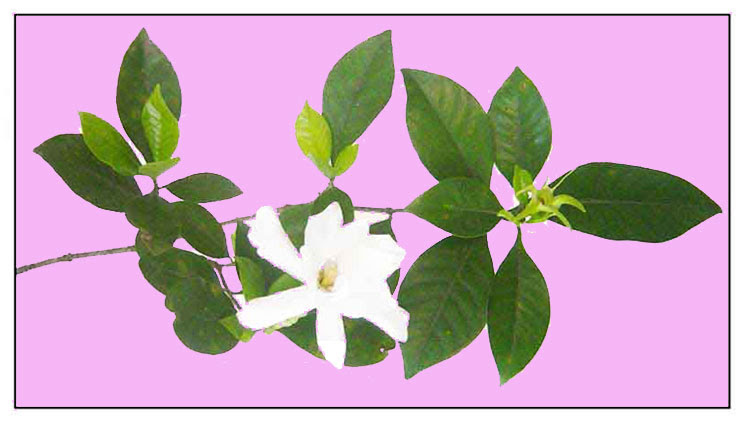 Rosal Gardenia Jasminoides Gardenia Philippine Medicinal Herbs Philippine Alternative Medicine