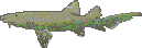 Nurse shark