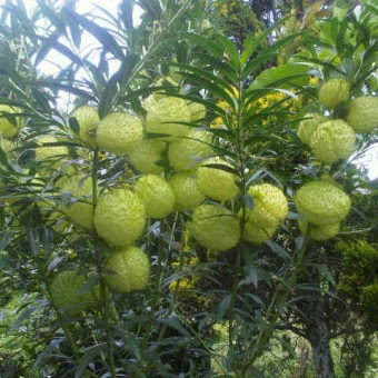 Tanaman Bunga Balon BibitBunga com Tanaman Bunga Balon BibitBunga com