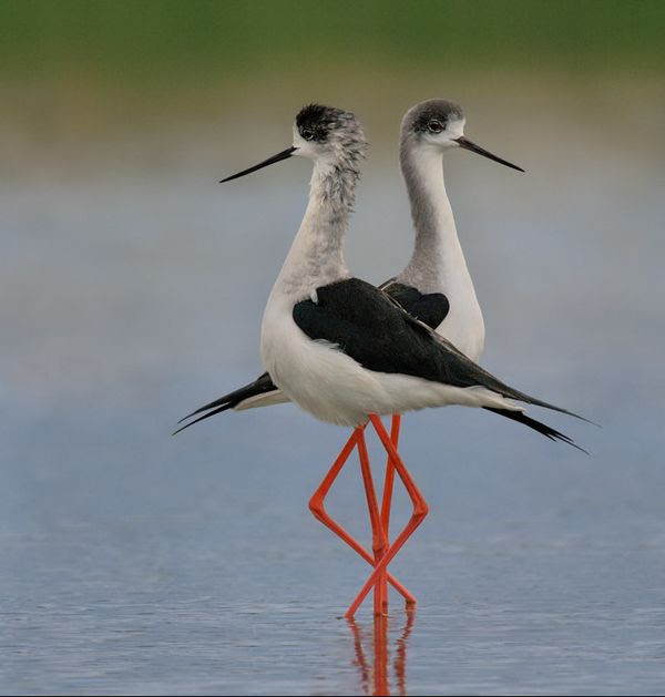 Bird Photography