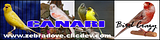 Bird Site