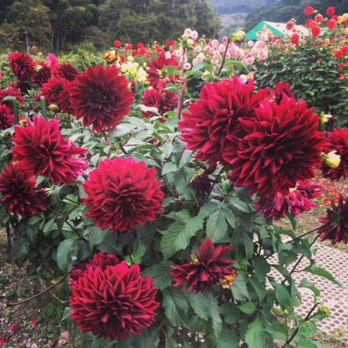 黒蝶ダリアの鉢植えでの育て方について 植物navi