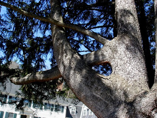 Dartmouth tree