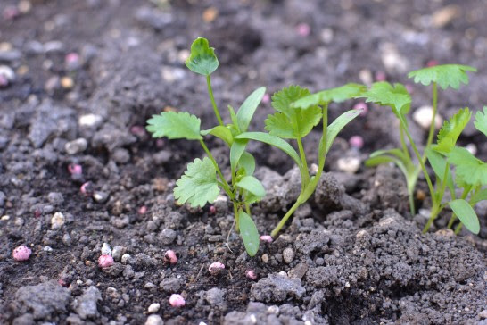 畑には害虫の本命が出現か パクチー栽培はじめました