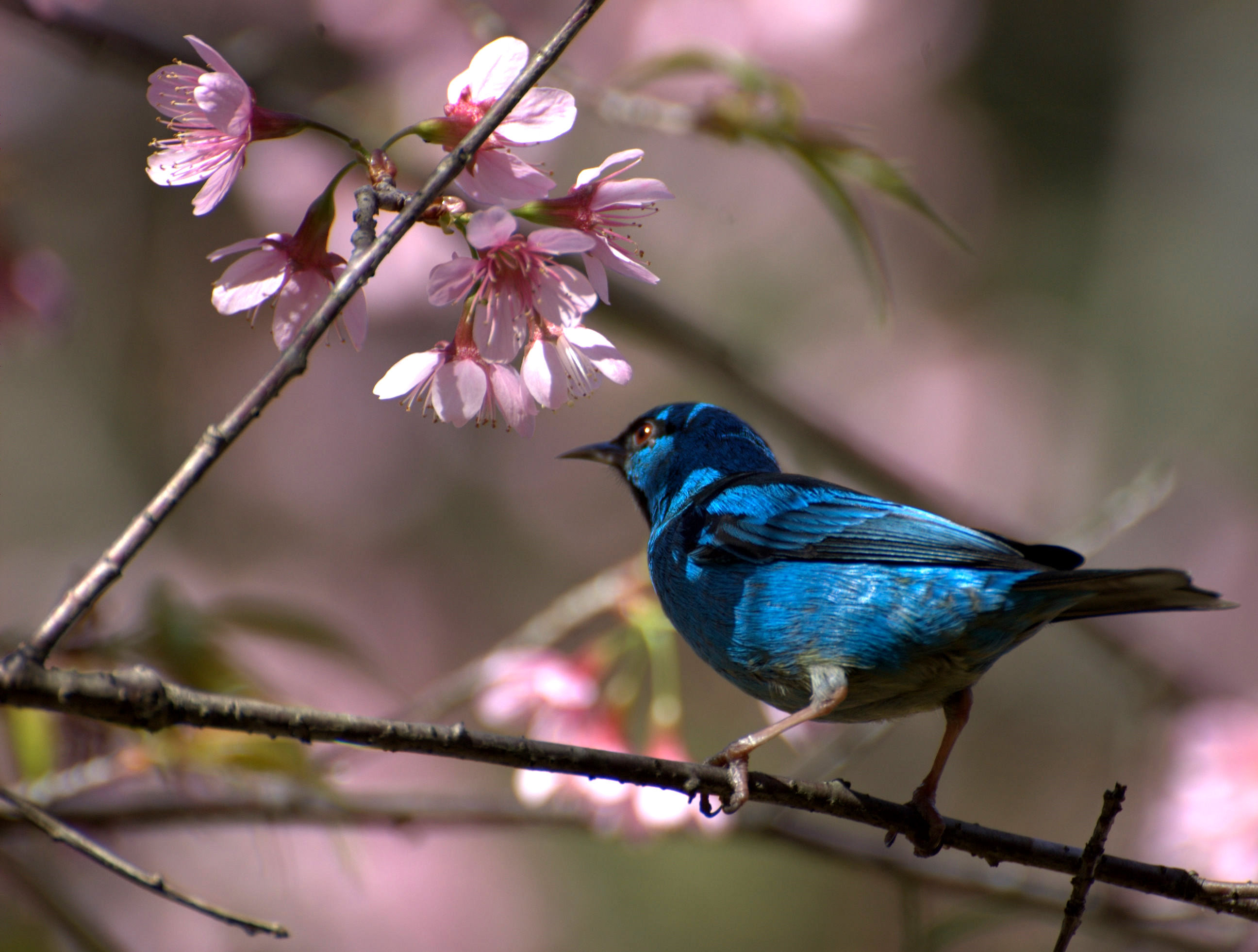 フリー画像 動物写真 鳥類 野鳥 ヒワミツドリ 青い鳥 桜 サクラ フリー素材 画像素材なら 無料 フリー写真素材のフリーフォト