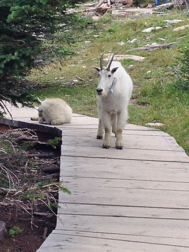 Logan's pass hike, goat, glacier NP by matt kettler