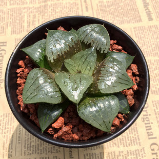 玉露多肉植物包邮透明防辐射 玉露多肉植物包邮透明防辐射价格 玉露多肉植物包邮透明防辐射怎么样