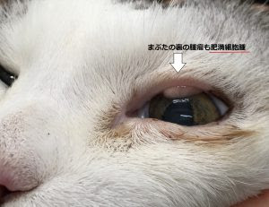 猫の病気 猫の腫瘍 脾臓の肥満細胞腫 はるえ動物病院