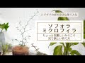 [10000印刷√] ソフォラ 挿し木 水 131516-ソフォラ 挿し木 水