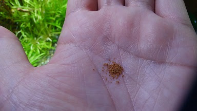 熱帯魚にエサを与えるコツ 誰でも簡単コケを出さないエサの与え方