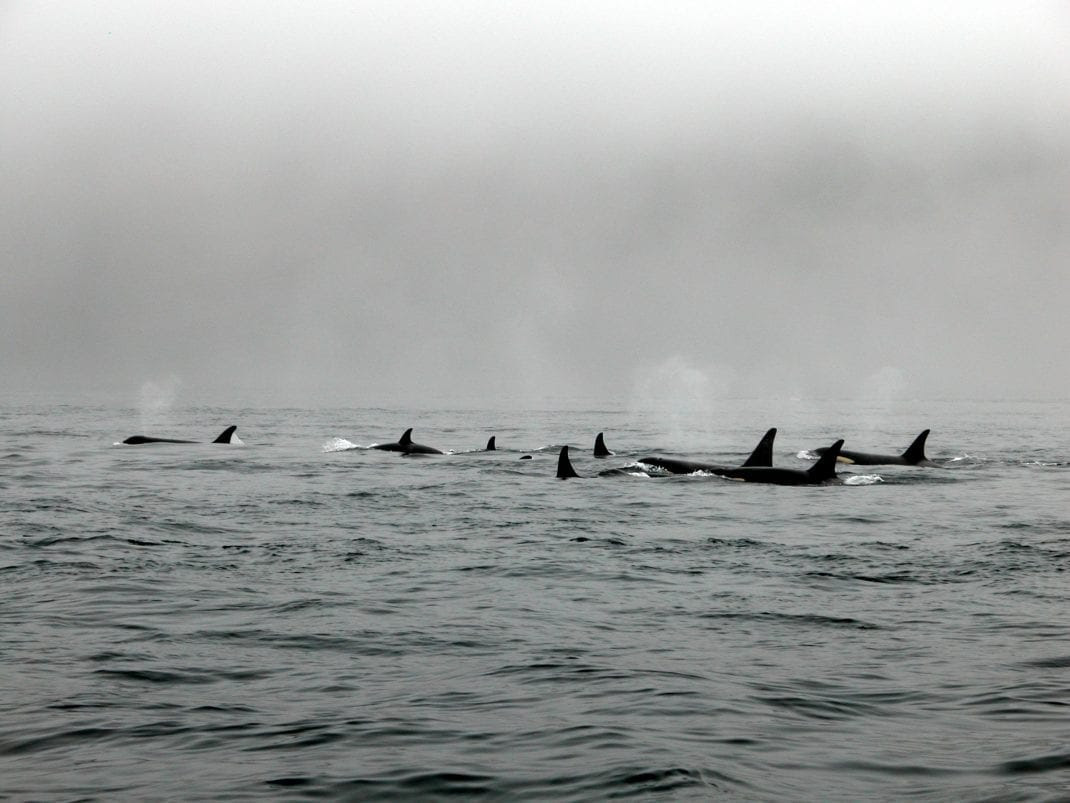 Whale Watching