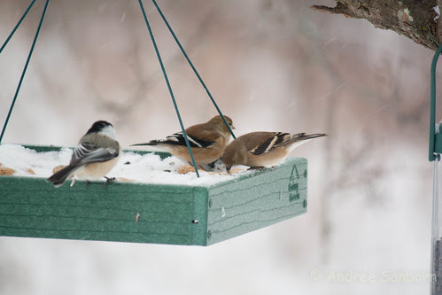 American goldfinch (winter plumage) (5 of 20).jpg