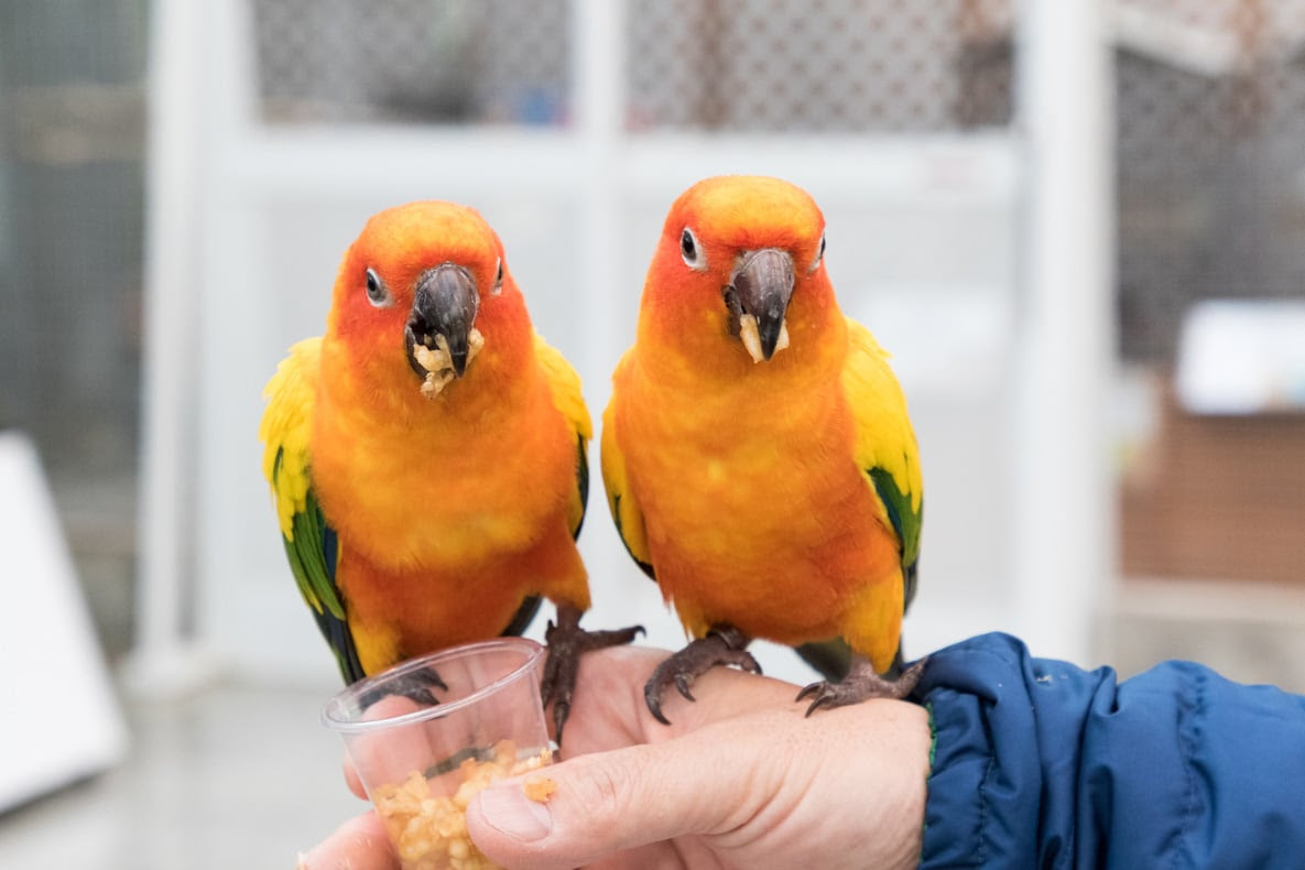 掛川花鳥園 井伊部長の温泉グルメ探訪 スルガ銀行