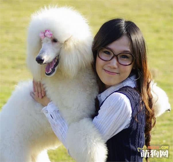 最致命的十大狗狗死因 您造吗 萌宠胶囊 萌狗网移动版