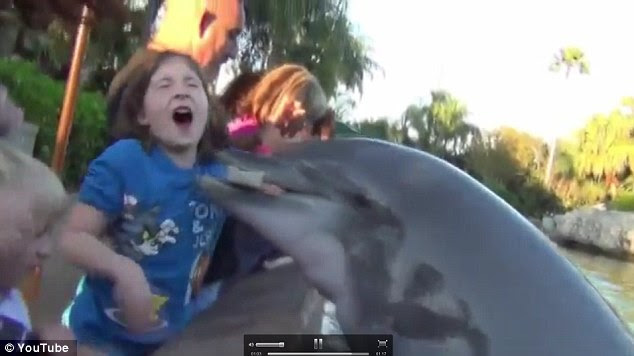 Painful moment: Jillian cringes as the dolphin bites down harder
