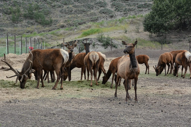 Reindeer Pak Palmer elk