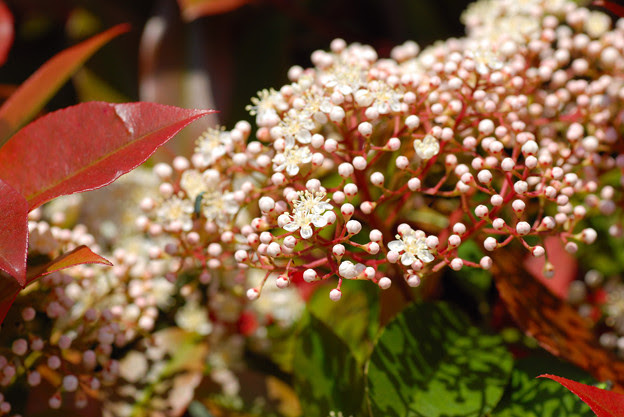 アカメの花 写真共有サイト フォト蔵