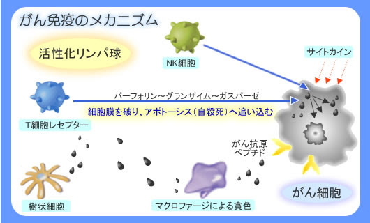 がん細胞と免疫について 表参道吉田病院