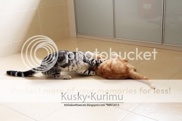 photo IMGa_5635_resize_zps1ffdfc3a.jpg