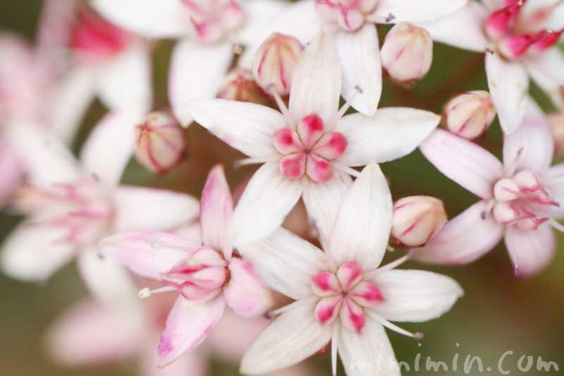 カネノナルキ 金のなる木 の花言葉 金運アップの観葉植物 みみみんブログ