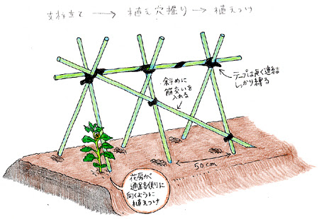 トマト 家庭菜園 ベランダ菜園ガイド Jaむなかた
