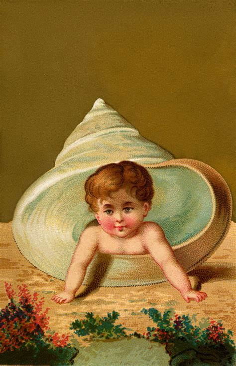 vintage shell baby image  graphics fairy
