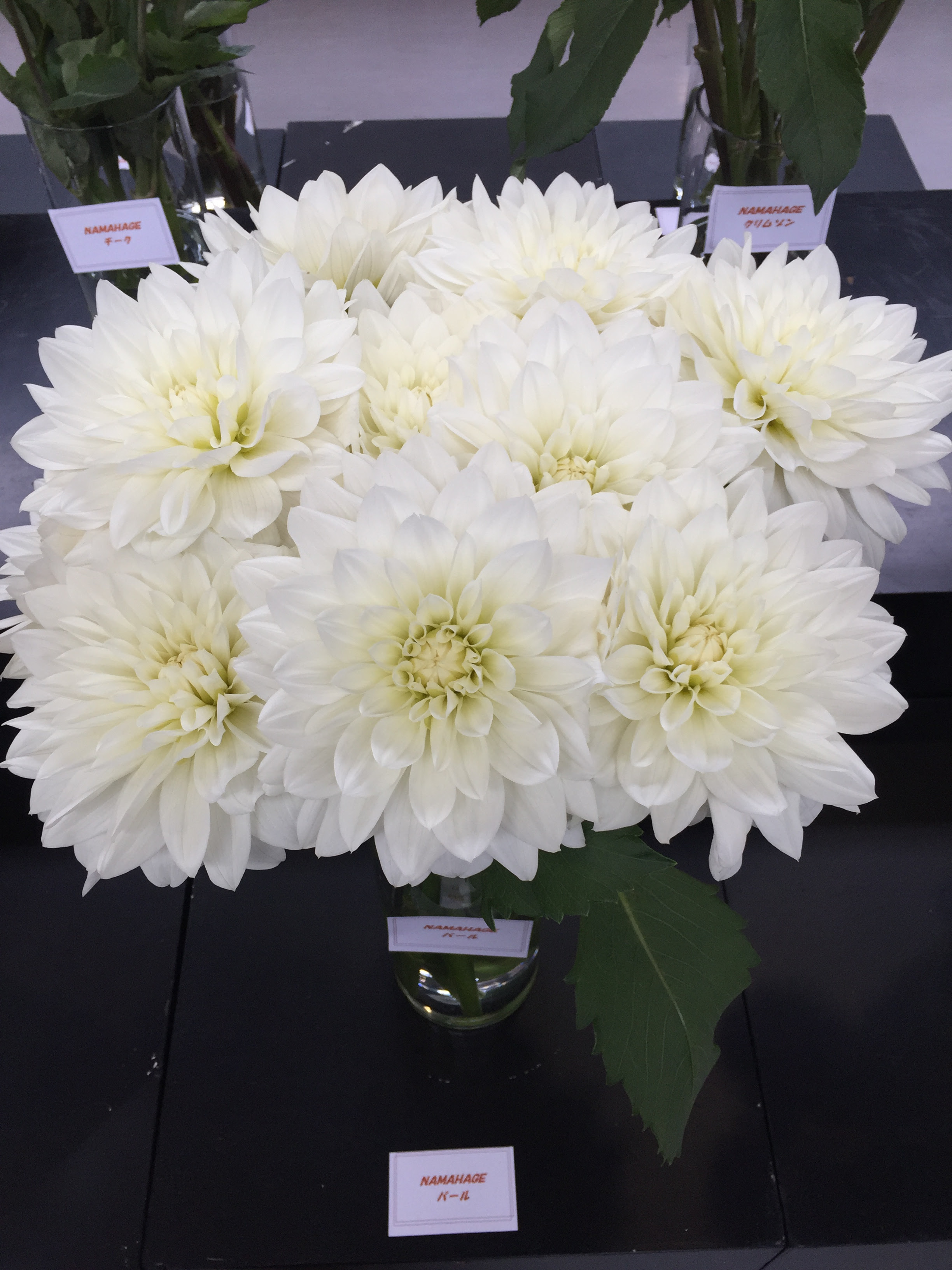 Namahageダリア 花市場の仲卸 大森花卉 おおもりかき
