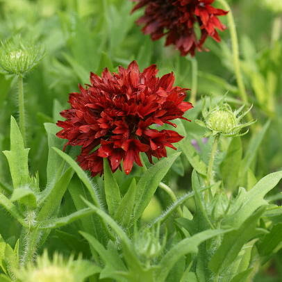 ガイラルディアの育て方 ヤサシイエンゲイ