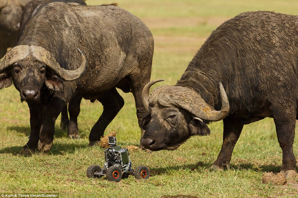 Mobile cameras and video cameras capture the wildlife in their natural habitat; pictured here are buffalo in Zimbabwe