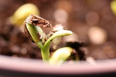 seedlings 008