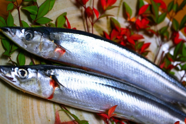 サンマの内臓に赤いひものようなものが 食べない方が良い 寄生虫かも