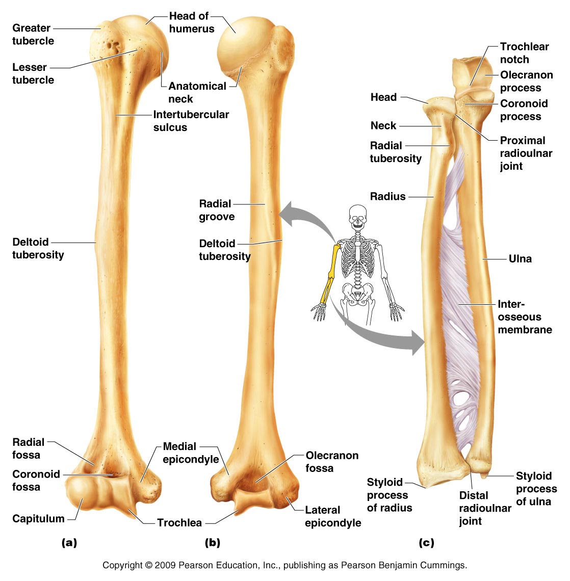 401 Best Orthopedics Images Medical Anatomy Physiology