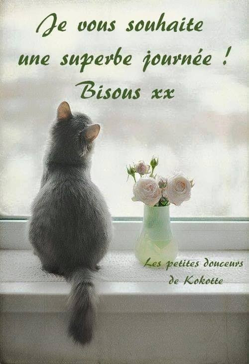 Chat Bonne Journee