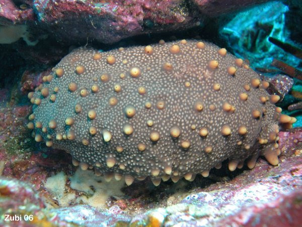 Some sea cucumbers possess