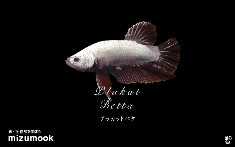 プラカットベタの飼育 混泳 繁殖 病気 種類 ミズムック