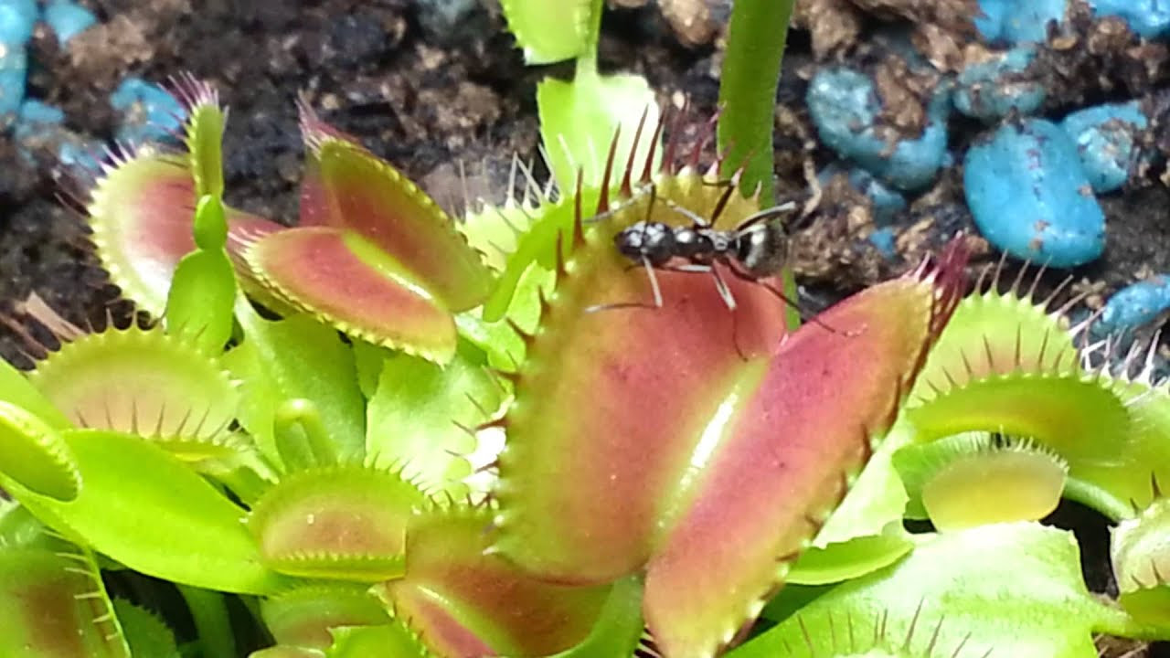 Venus Fly Trap Eating an Ant 