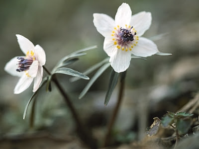 節分草 花言葉 一覧 花図鑑 花の写真 フラワーライブラリー